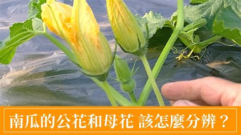 南瓜催花|南瓜為什麼不開母花？南瓜栽培的最佳環境和時間指南。